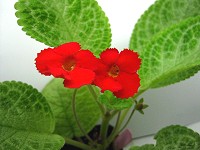 Episcia 'Lime Ade' Episcia 'Lime Ade'